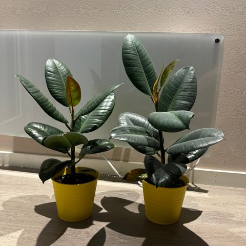 Ficusplante x2