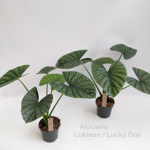 Alocasia Lukiwan "Lucky One" - Sjeldne innendørs planter