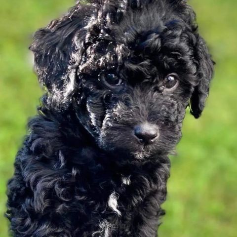 Cavapoo valper