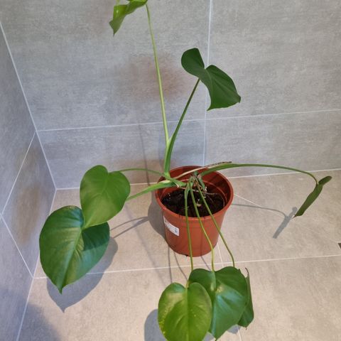 Monstera planter