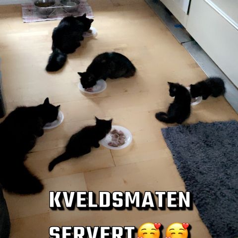 2 langhårete sorte(med brunskjær)kattunger