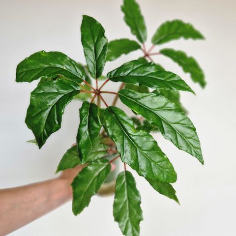 Begonia Carolineifolia