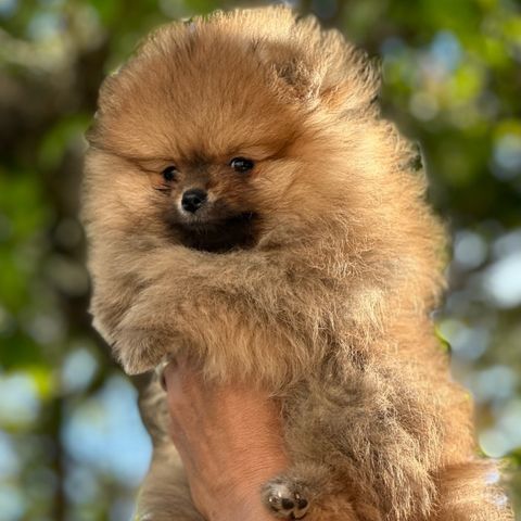 Vakker NKK registrert pomeranian valp.