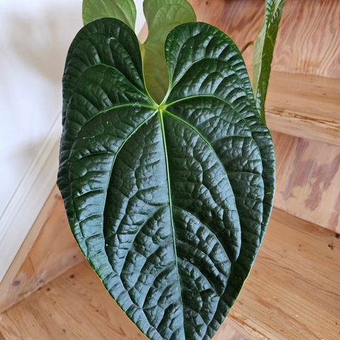 Anthurium Magnificum X Luxurians