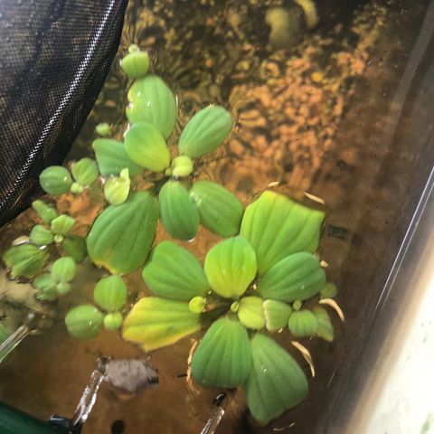 Pistia flyteplanter