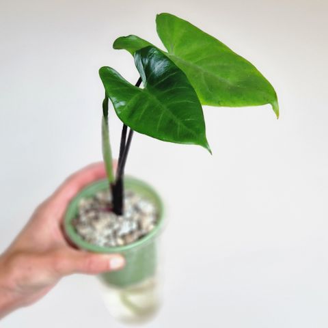 Alocasia Macrorrhiza Black Stem