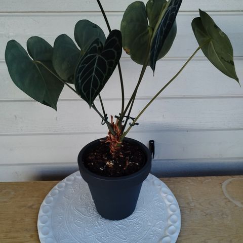 Anthurium Clarinervium - XXL Plante med 7 STORE Blader & Spadix