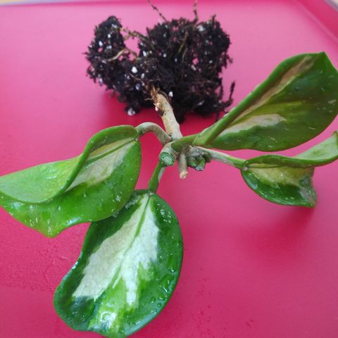 Hoya obovata variegata plante - 4 blader og veletablert rotsystem