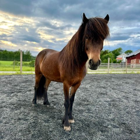 Islandshest til  konkurranse, avl, kurs og tur