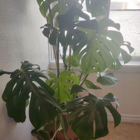 Stor Monstera og Terrakotta potte