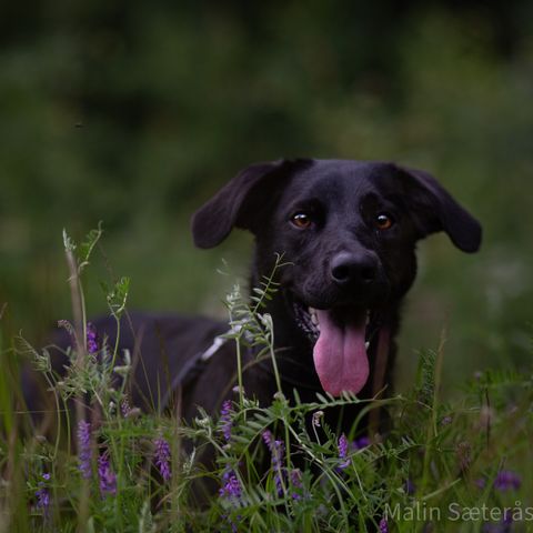 Border collie/labrador retriever blandings tispe