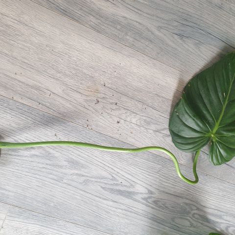 Philodendron Dean McDowell stikling