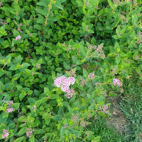 Japanspirea/Rosespirea - 2 stk