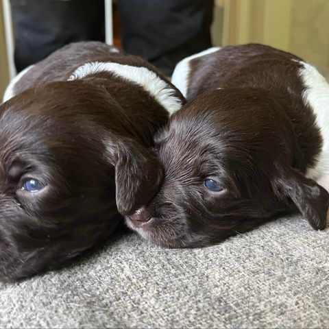 Kleiner münsterländer-valper fra Jaktjyckens kennel