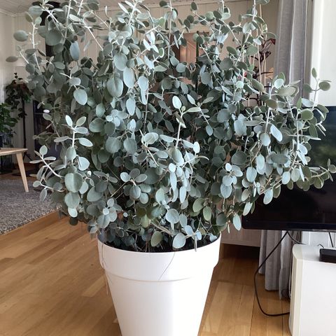 Stor kalanchoe Hildebrandtil plante. Diameter 1 m. Høyde m krukke  1, 35 ca.