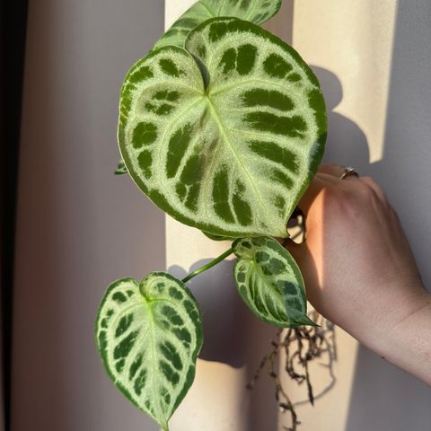 Anthurium Silver Blush