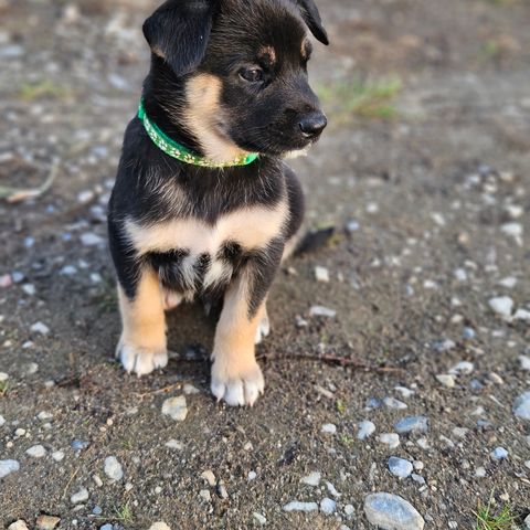 Lapsk vallhund valper