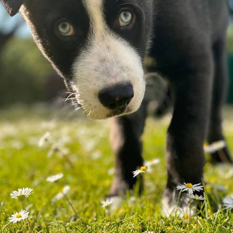 Blandingrase valper (Husky, Jakutsk Laika)