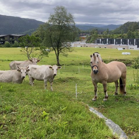 Rolig hest ønskes kjøpt