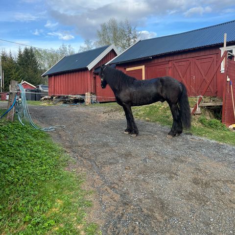 STALLPLASS SØRKEDALEN