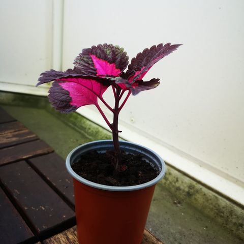 Coleus China Rose Stikling