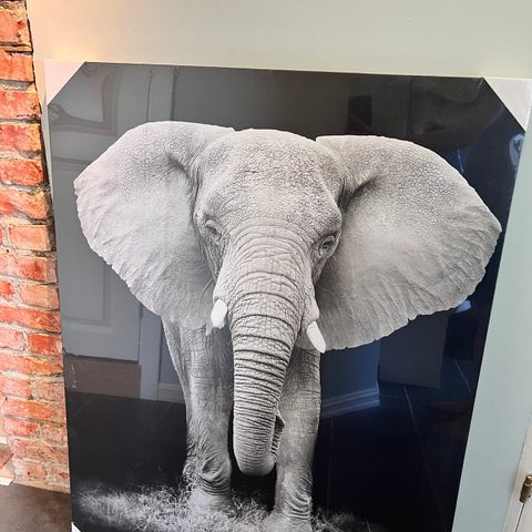 Elefant bilde (115 cm x 80 cm)