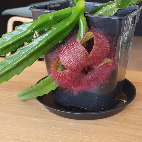 Stapelia Grandiflora - Avleggere