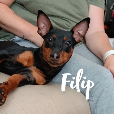 Filip - Dvergpinscher