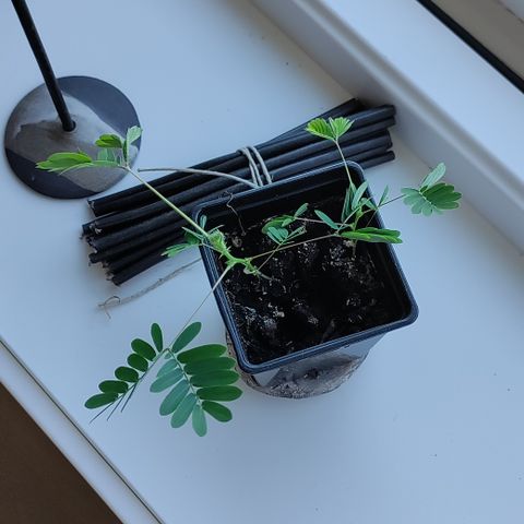 2 plants left Mimosa pudica sanseplante/ rør-meg-ei