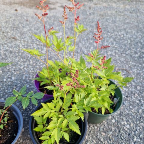 En igjen Astilbe rosa.