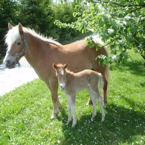 Ønsker å leie / låne barnevennlig hest eller  ponni