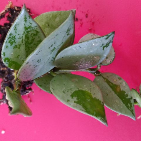 Hoya lacunosa silver-etablert liten plante