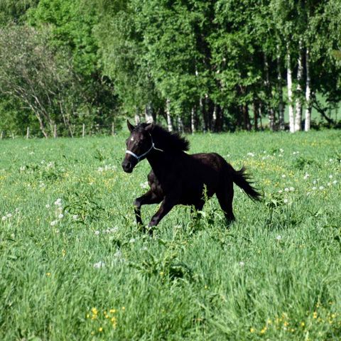 Fantastisk åring vurderes solgt!