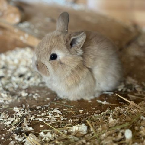 Renrasede dvergveddere, mini lop