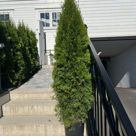 Thuja smaragd - ca 150 cm høye