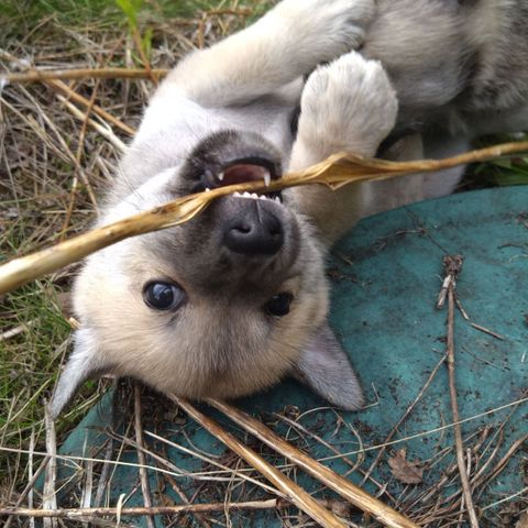 Norsk Buhund