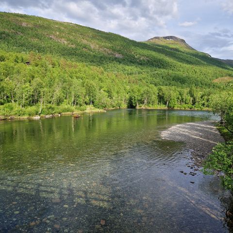 Laksefiske i Divielva 24. juni - 30. juni.