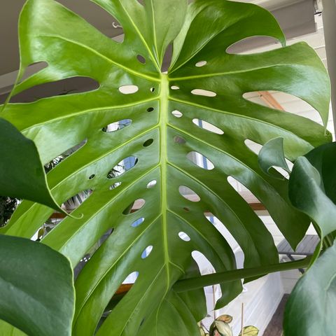 Monstera large form i selvvaningspotte