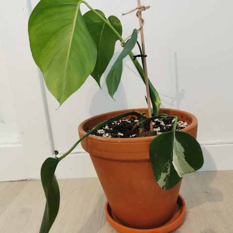 Monstera vagirata