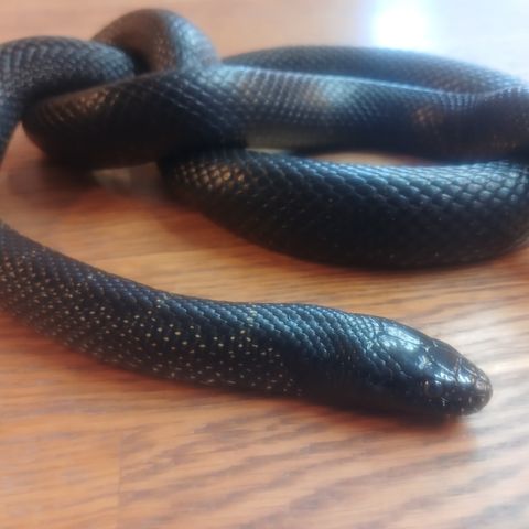 1.0 Lampropeltis getula nigrita, kongesnok