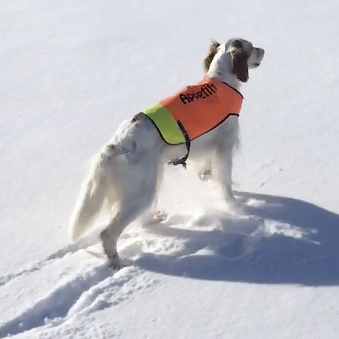 Engelsk setter - Kennel Lapphaugen's venter valpekull