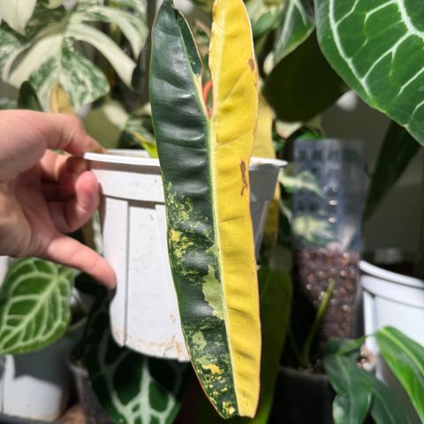 Philodendron billietiae variegated