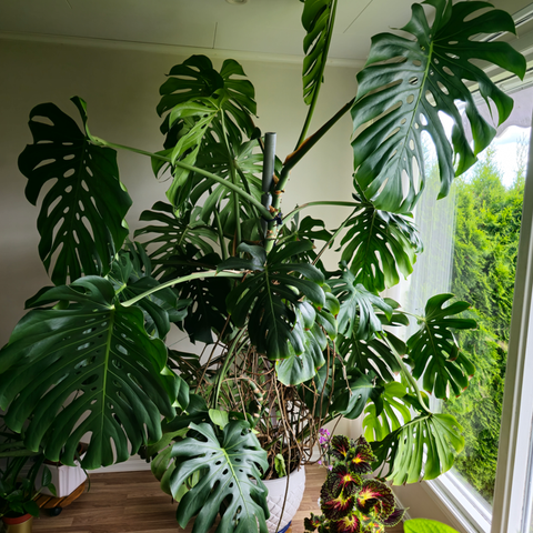 MONSTERA PLANTE🌿 / STOR OG VELHOLDT