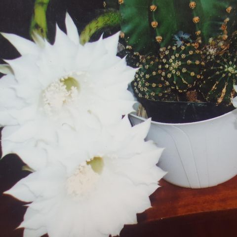 Små kaktus som har nydelige blomster. Echinopsis sp.