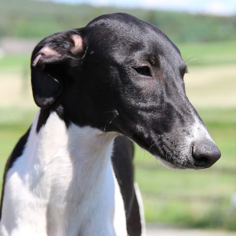 6 mnd gamle whippetvalper fra kennel SightForSoreEyes til verdens beste hjem