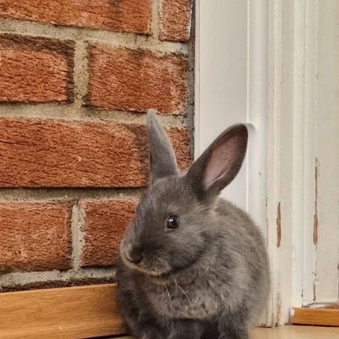Kaninen Trampe søker nytt hjem