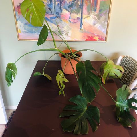 Stor monstera