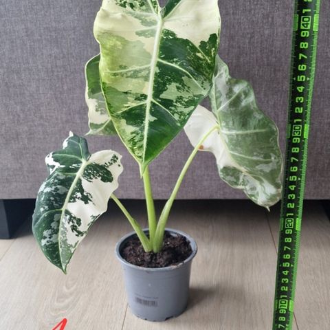 ALOCASIA FRYDEK VARIEGATA PLANTER OG KNOLLER