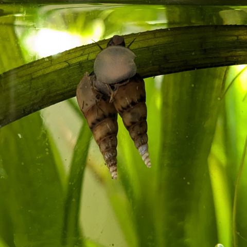 Aquarium trumpet snails