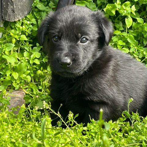 Flatcoated retriever blandingsvalper kun 1tispe ledige!!